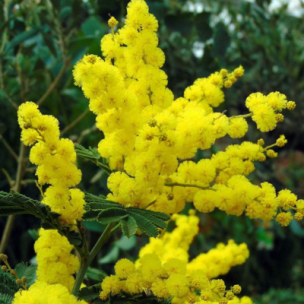 Mimosa Gaulois Astier  - Leaderplant