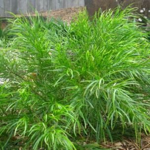 Mimosa 'Limelight' ® - Leaderplant