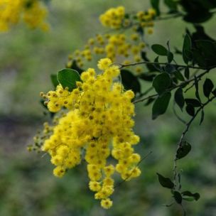 Mimosa des montagnes - Mimosa argenté - Leaderplant