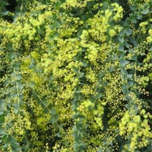 Mimosa de printemps  - Leaderplant