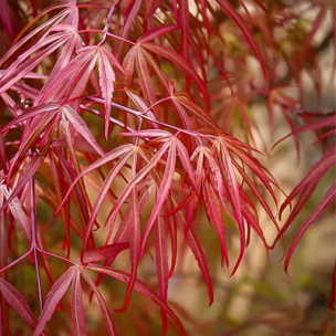 Érable du Japon à feuilles linéaires pourpres   - Leaderplant