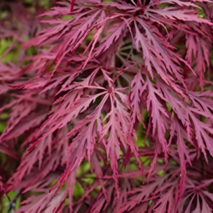 Érable du Japon Crimson Queen   - Leaderplant