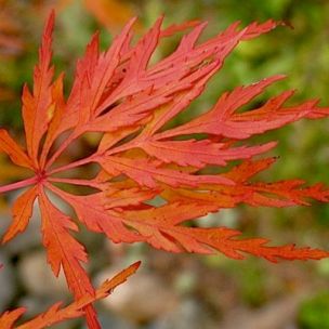 Érable du Japon Seiryu - Leaderplant