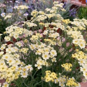 Achillée King Edward - Leaderplant