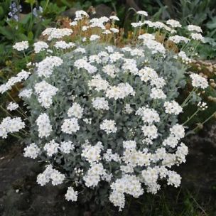Achillée à ombelles - Leaderplant