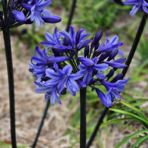 Agapanthe Black Arrow ®  - Leaderplant