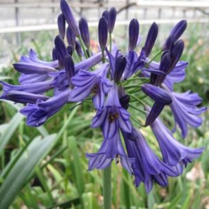 Agapanthe Black Pantha ® - Leaderplant