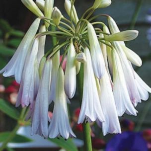 Agapanthe retombante Cascade Diamond ® - Leaderplant