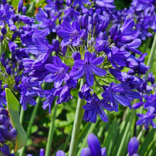Agapanthe Flower of Love 