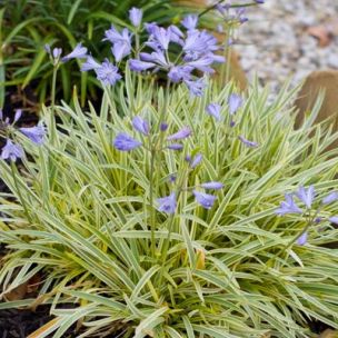Agapanthe Golden Drop ® - Leaderplant