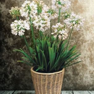 Agapanthe Blanche en mini-motte  - Leaderplant