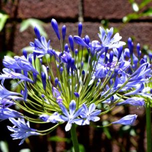 Agapanthe bleue en mini-motte  - Leaderplant