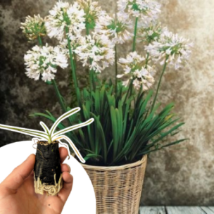 Agapanthe Blanche en mini-motte  - Leaderplant