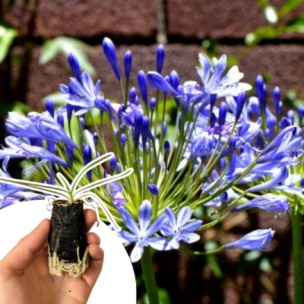 Agapanthe bleue en mini-motte  - Leaderplant
