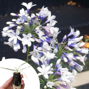 Agapanthe naine et bicolore Twister en mini-motte  - Leaderplant