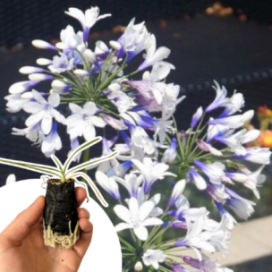 Agapanthe naine et bicolore Twister en mini-motte  - Leaderplant