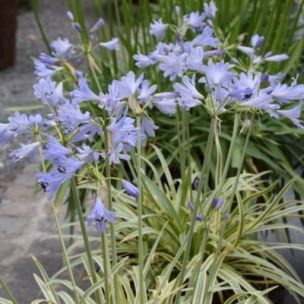 Agapanthe Fanch Beauty - Leaderplant