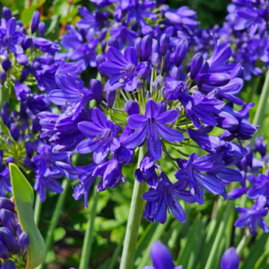 Agapanthe Flower of Love en mini-motte - Leaderplant