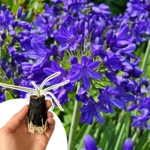 Agapanthe Flower of Love en mini-motte - Leaderplant