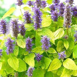 Agastache fenouil 'Golden Jubilée' - Leaderplant