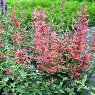 Agastache Kudos ® Coral - Leaderplant