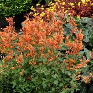 Agastache Kudos ® Mandarin - Leaderplant