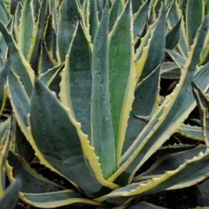 Agave américaine panachée - Leaderplant