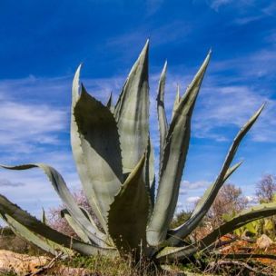 Agave américaine - Leaderplant