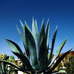 Agave Américaine - Leaderplant