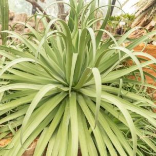 Agave Pieuvre - Leaderplant