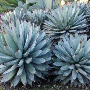 Agave macroacantha - Leaderplant