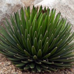 Agave ocahui