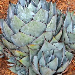 Agave à tête de chou en mini-motte - Leaderplant
