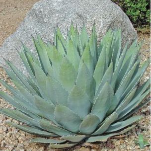 Agave de Parry - Leaderplant
