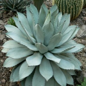 Agave Potatorum - Leaderplant