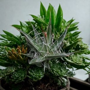 Agave Schidigera en mini motte - Leaderplant