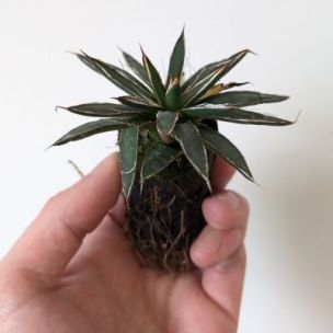 Agave Schidigera en mini motte - Leaderplant