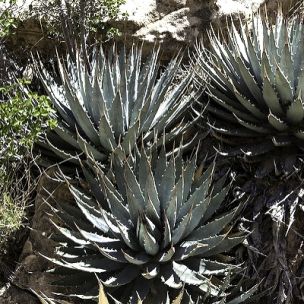 Agave de l'Utah - Leaderplant
