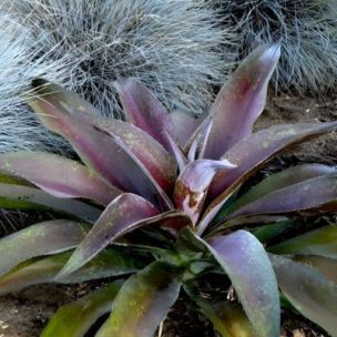 Mangave Purple Passion  en mini-motte  - Leaderplant