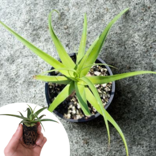 Agave Pieuvre en mini-motte  - Leaderplant