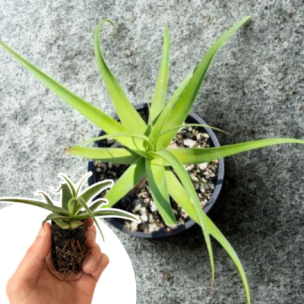 Agave Pieuvre en mini-motte  - Leaderplant