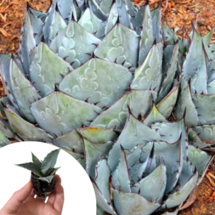 Agave à tête de chou en mini-motte - Leaderplant