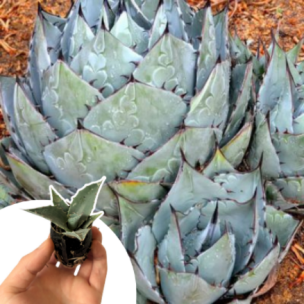Agave à tête de chou en mini-motte - Leaderplant