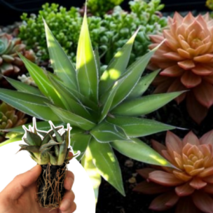 Agave Impressive en mini-motte - Leaderplant