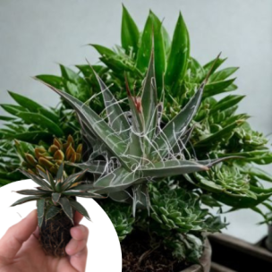 Agave Schidigera en mini motte - Leaderplant
