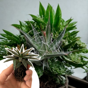 Agave Schidigera en mini motte - Leaderplant