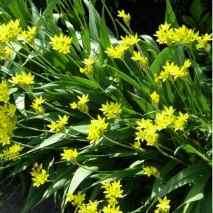 Ail comestible Moly / Ail doré - Leaderplant