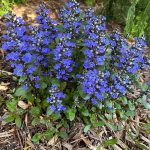 Bugle rampant Blueberry Muffin ®  - Leaderplant
