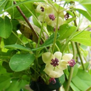 Akébie Cream Form - Leaderplant