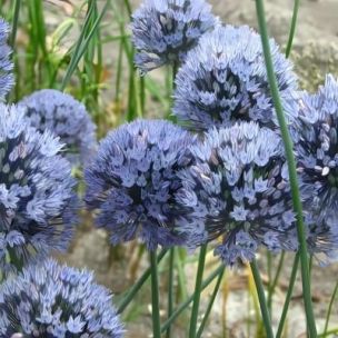 Ail Bleu d'ornement - Leaderplant